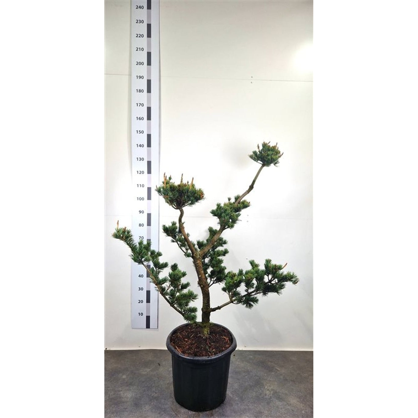 Japansk vitbarrtall – Pinus parviflora 'Pentaphylla Glauca' - 120-140 CM Bonsai Cont.